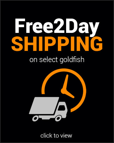 Free2Day SHIPPING King Koi and Goldfish