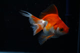 Ryukin Longtail Red White 4 Inch (ID#430Ry7a-9) Free2Day SHIPPING