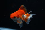 Ryukin Longtail Red White 4 Inch (ID#430Ry7a-9) Free2Day SHIPPING