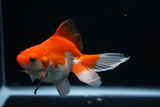 Ryukin Longtail Red White 4 Inch (ID#430Ry7a-10) Free2Day SHIPPING