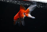 Ryukin Longtail Red White 4 Inch (ID#430Ry7a-10) Free2Day SHIPPING