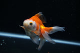 Ryukin Longtail Red White 4 Inch (ID#430Ry7a-11) Free2Day SHIPPING