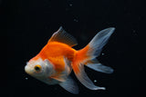 Ryukin Longtail Red White 4 Inch (ID#430Ry7a-11) Free2Day SHIPPING