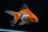 Ryukin Longtail Red White 4 Inch (ID#430Ry7a-12) Free2Day SHIPPING