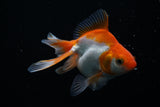 Ryukin Longtail Red White 4 Inch (ID#430Ry7a-12) Free2Day SHIPPING