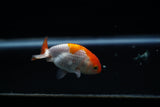 Baby Ranchu  Red White 2.5 Inch (ID#430R9c-28) Free2Day SHIPPING