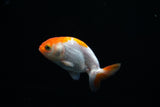 Baby Ranchu  Red White 2.5 Inch (ID#430R9c-28) Free2Day SHIPPING