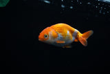 Baby Ranchu  Red White 2.5 Inch (ID#430R9c-29) Free2Day SHIPPING