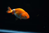 Baby Ranchu  Red White 2.5 Inch (ID#430R9c-29) Free2Day SHIPPING