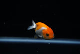 Baby Ranchu  Red White 2.5 Inch (ID#430R9c-30) Free2Day SHIPPING