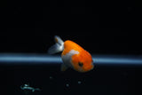 Baby Ranchu  Red White 2.5 Inch (ID#430R9c-30) Free2Day SHIPPING