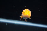 Baby Ranchu  Red White 2.5 Inch (ID#430R9c-32) Free2Day SHIPPING