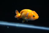 Baby Ranchu  Red White 2.5 Inch (ID#430R9c-32) Free2Day SHIPPING