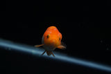Baby Ranchu  Red White 2.5 Inch (ID#430R9c-34) Free2Day SHIPPING