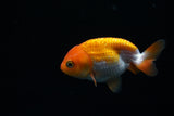 Baby Ranchu  Red White 2.5 Inch (ID#430R9c-34) Free2Day SHIPPING
