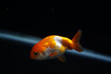 Baby Ranchu  Red White 2.5 Inch (ID#430R9c-36) Free2Day SHIPPING