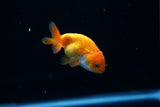 Baby Ranchu  Red White 2.5 Inch (ID#430R9c-36) Free2Day SHIPPING