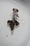 Juvenile Butterfly  Calico 3 Inch (ID#430B8c-15) Free2Day SHIPPING
