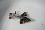 Juvenile Butterfly  Calico 3 Inch (ID#430B8c-15) Free2Day SHIPPING