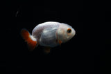 Baby Ranchu Red White  2.5-3 Inch (Assorted) (Lot9c) Free2Day SHIPPING