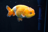 Juvenile Lionchu  Red White 3.5 Inch (ID#503RHt23-84) Free2Day SHIPPING Please see notes