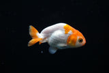 Baby Ranchu  Red White 3 Inch (ID#503R9c-24) Free2Day SHIPPING