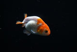 Baby Ranchu  Red White 3 Inch (ID#503R9c-24) Free2Day SHIPPING
