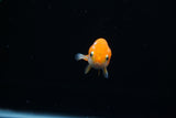 Baby Ranchu  Red White 2.5 Inch (ID#503R9c-25) Free2Day SHIPPING