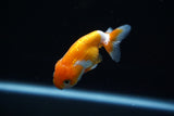 Baby Ranchu  Red White 2.5 Inch (ID#503R9c-25) Free2Day SHIPPING