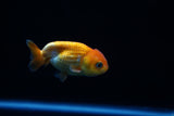 Baby Ranchu  Red White 2.5 Inch (ID#503R9c-29) Free2Day SHIPPING