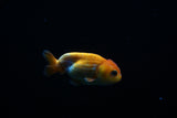 Baby Ranchu  Red White 2.5 Inch (ID#503R9c-29) Free2Day SHIPPING
