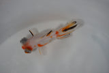 Juvenile Butterfly  Calico 3 Inch (ID#503B8c-16) Free2Day SHIPPING