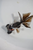 Juvenile Butterfly  Calico 3 Inch (ID#503B8c-19) Free2Day SHIPPING