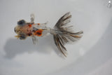 Juvenile Butterfly  Calico 3 Inch (ID#503B8c-21) Free2Day SHIPPING