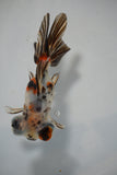 Juvenile Butterfly  Red White 3.5 Inch (ID#503B8c-22) Free2Day SHIPPING