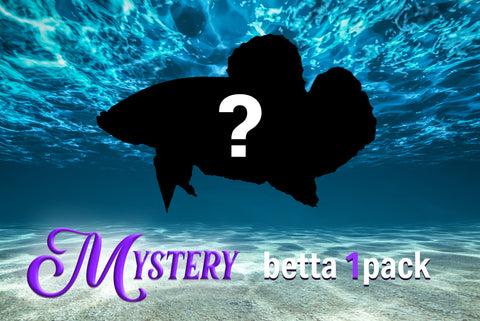 files/MysteryBetta1Pack.jpg