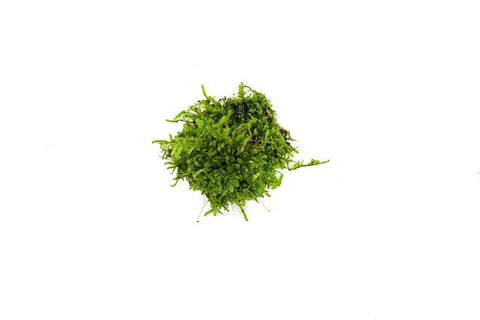 products/christmas-moss-11725711835217.jpg