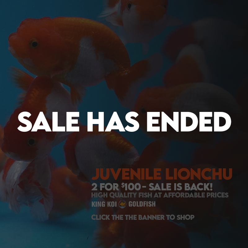 2For$100: Juvenile Lionchu