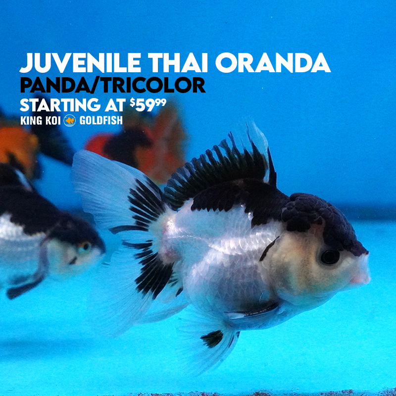 Juvenile Thai Oranda