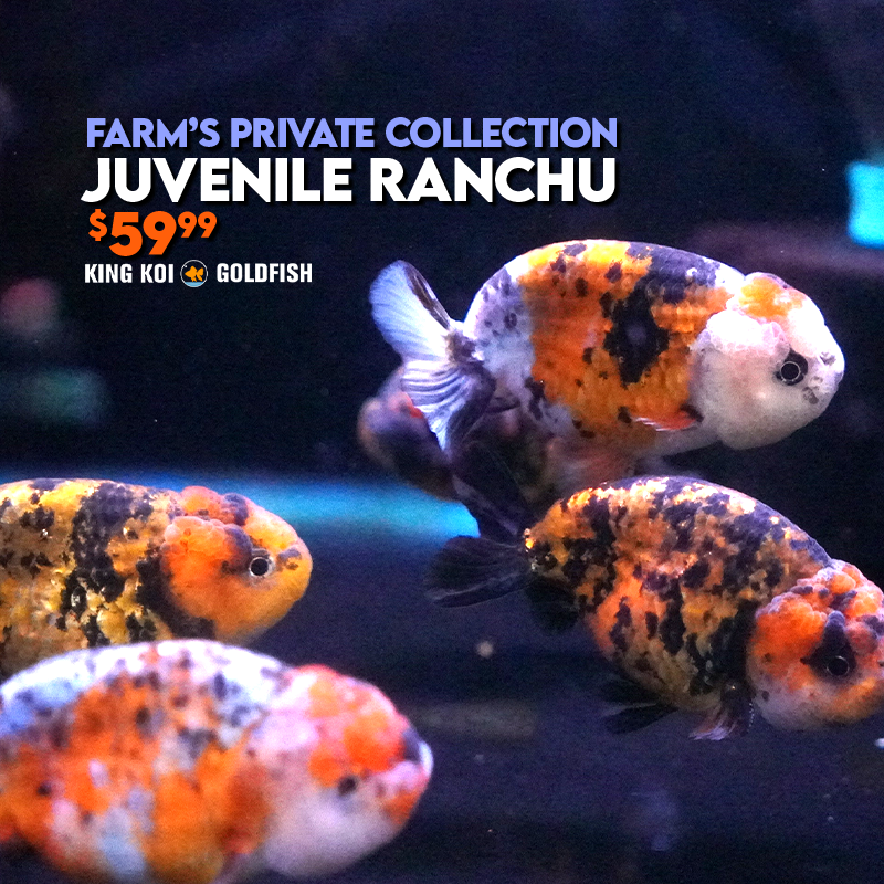 Juvenile Ranchu — King Koi and Goldfish