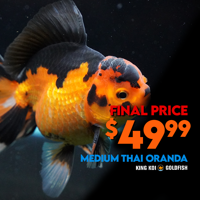 Midsize Thai Oranda Tricolor/Panda