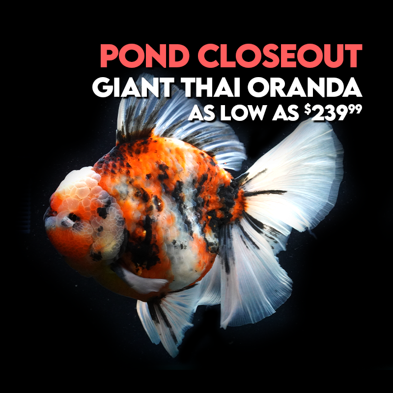 Closeout: Giant Thai Oranda