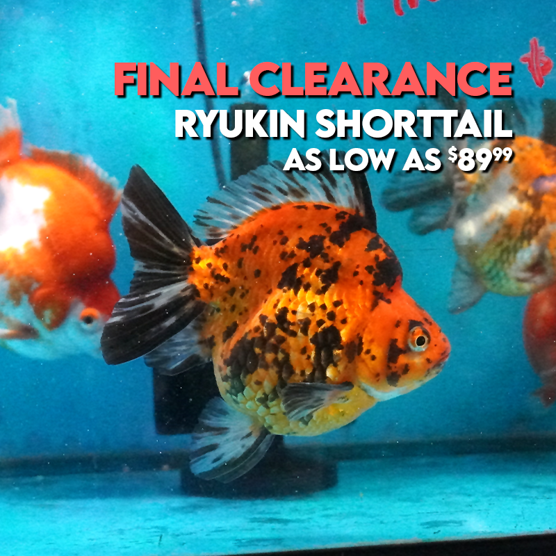 Final Collection: Ryukin Short Tail