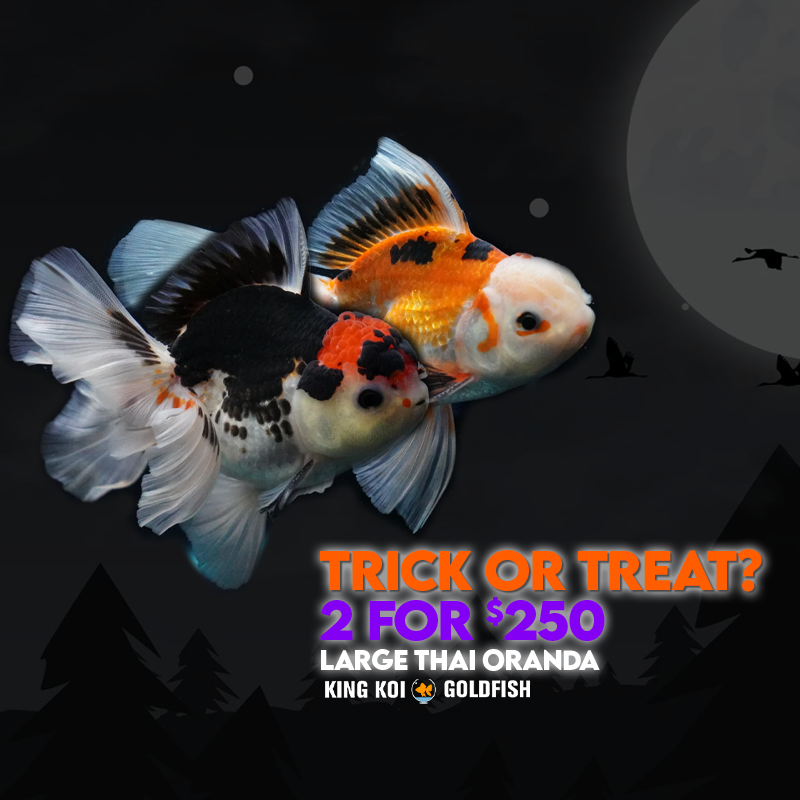 2For$250: Thai Oranda
