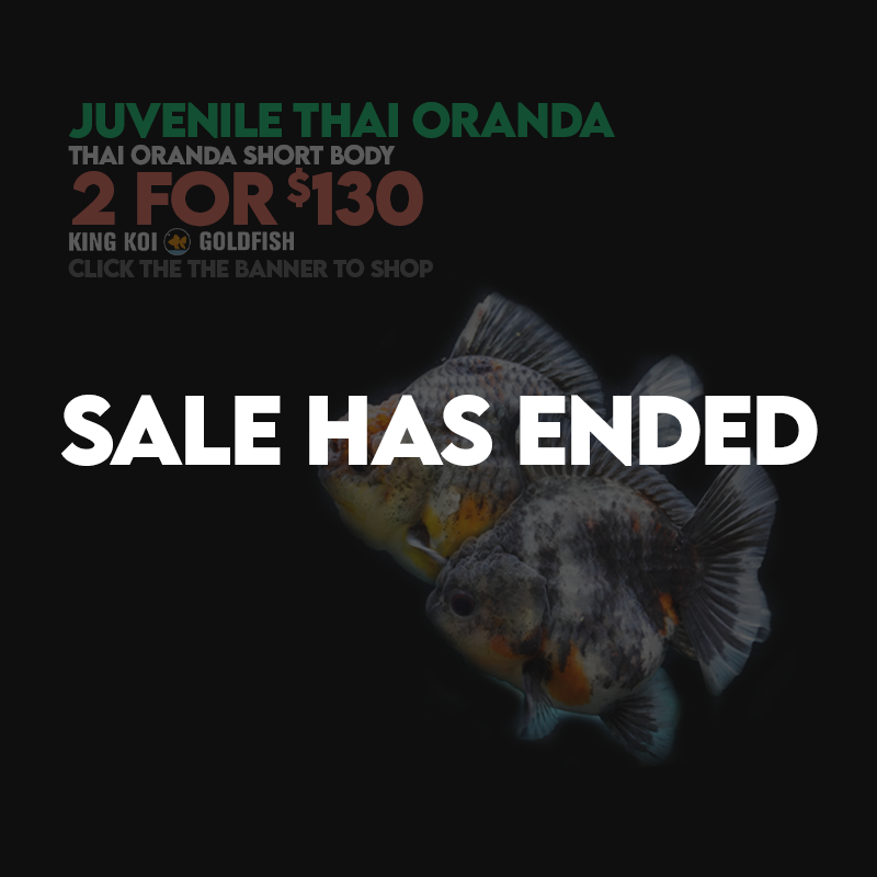 2For$130: Juvenile BP Thai Oranda