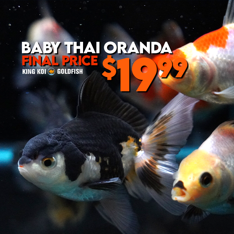 Baby Thai Oranda Panda Tricolor