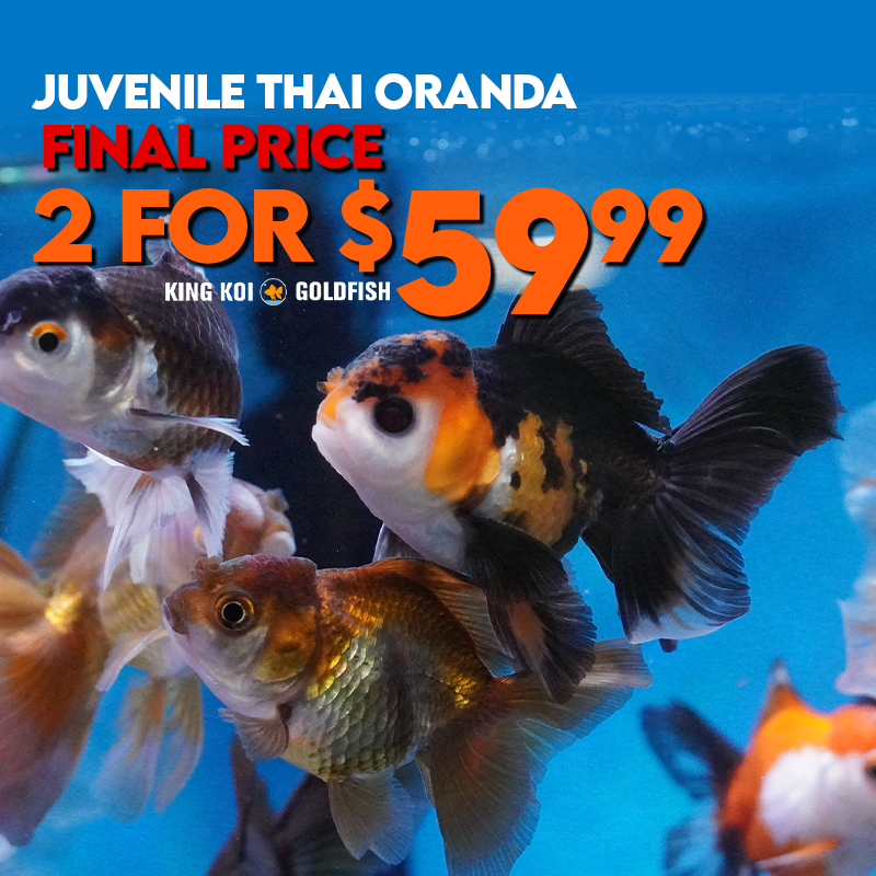 Juvenile Thai Oranda