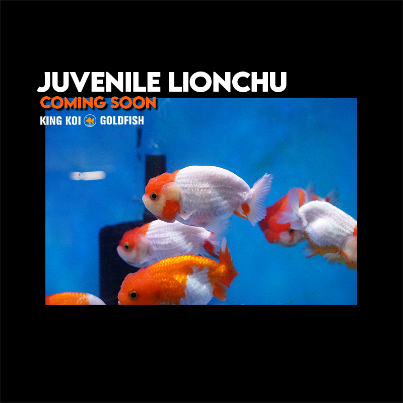 Juvenile Lionchu