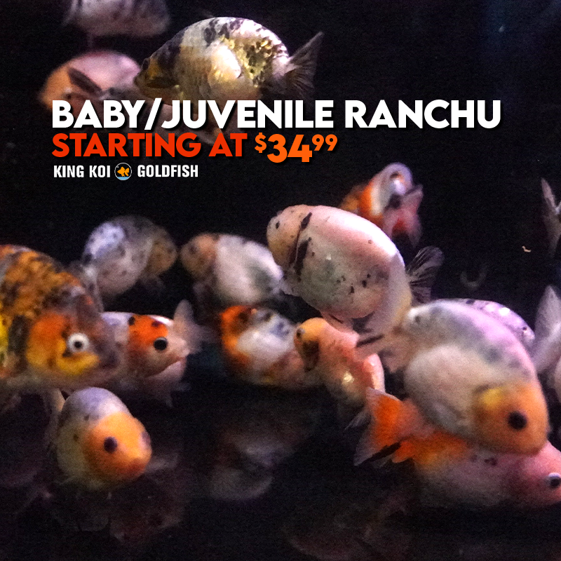 Baby Ranchu