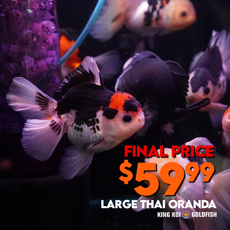 Thai Oranda Panda Tricolor 